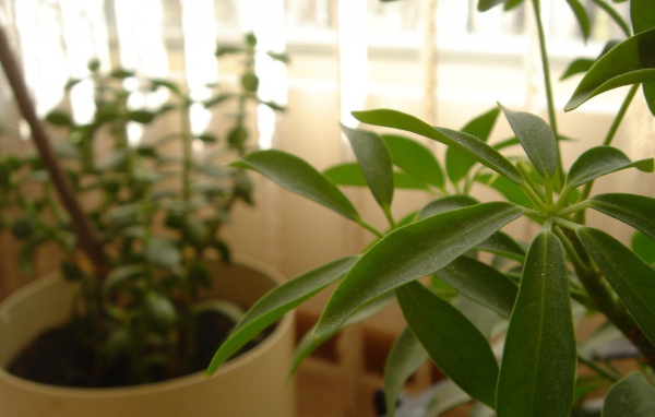 Зеленое растение