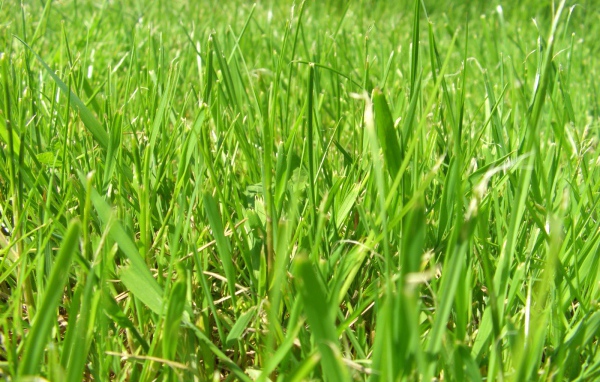 Зеленое лето