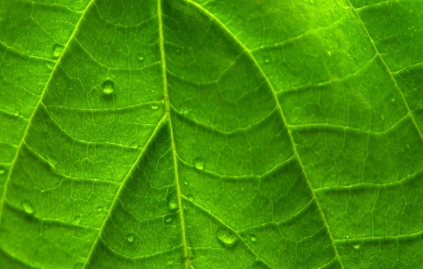 Зеленый яркий лист