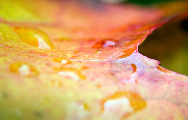 Эффекты листа