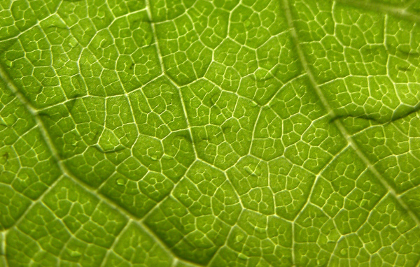 Волны листа