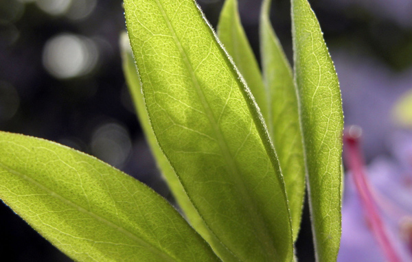 Листья в свете