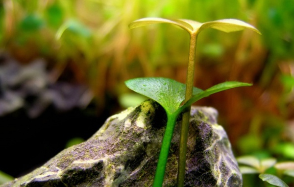 Два расточка