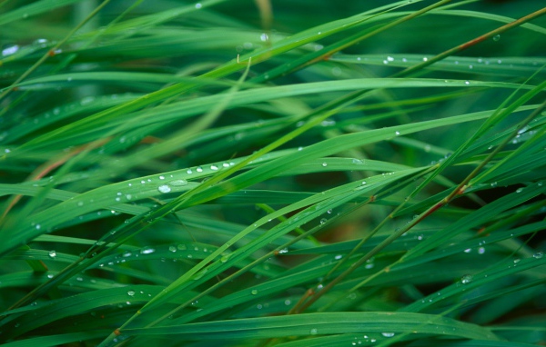 Лезвие травы леопарда