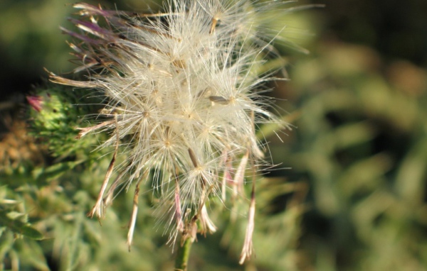 Потерянный цветок