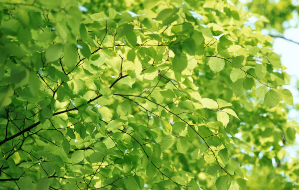 Естественный зеленый цвет природы