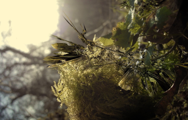 Заостренные листья