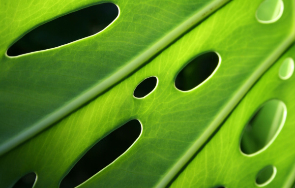 Проколотый лист