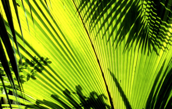 Тени листьев