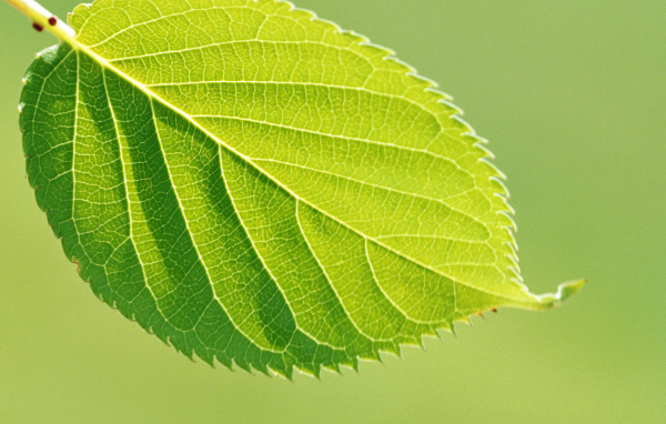 Зеленая весна