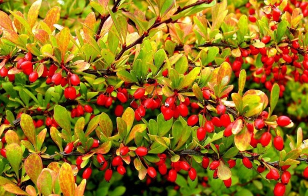 Дерево с красными фруктами