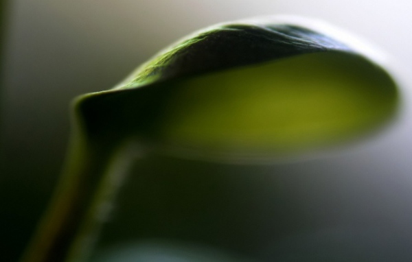 Лист зонтик