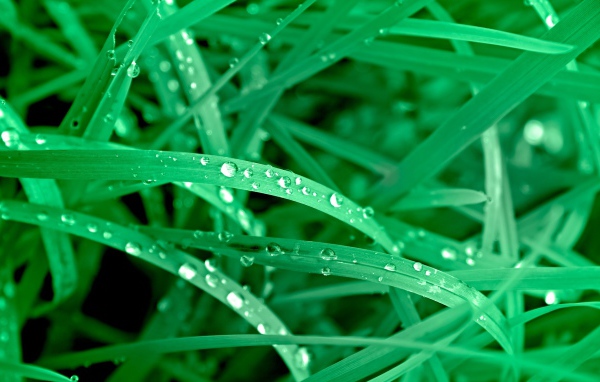 Яркие зеленые листья