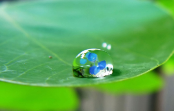 Водяная капелька на зеленом листе