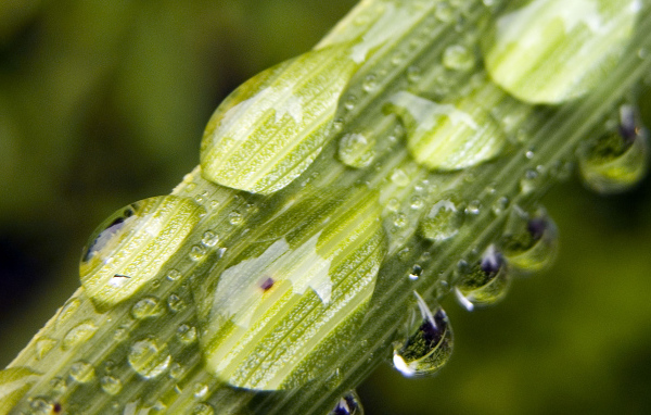 Вода на растениях