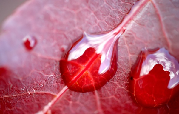 Вода на красном листе