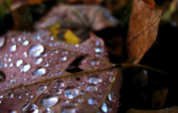 Капли воды на старом листике