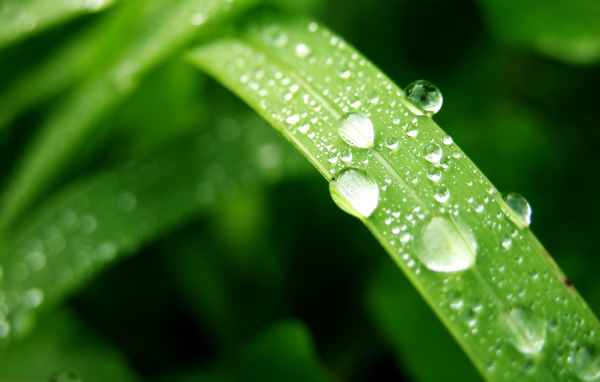 Влажный лист