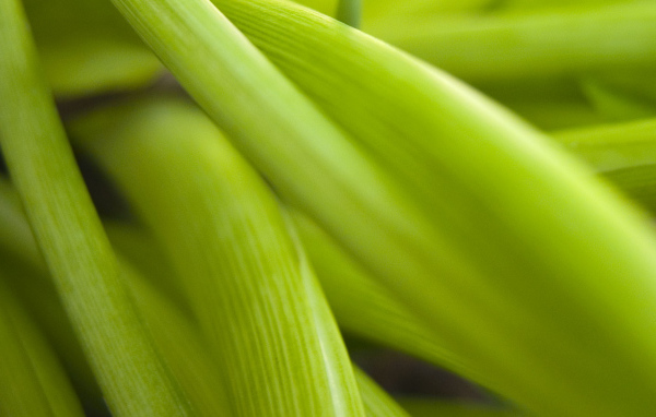 Широкие Светло-зеленые листья