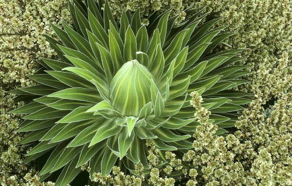 Дикое сочное растение