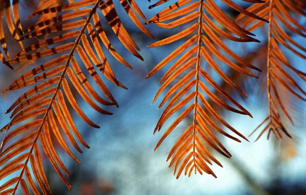 Осенние листья на ветру