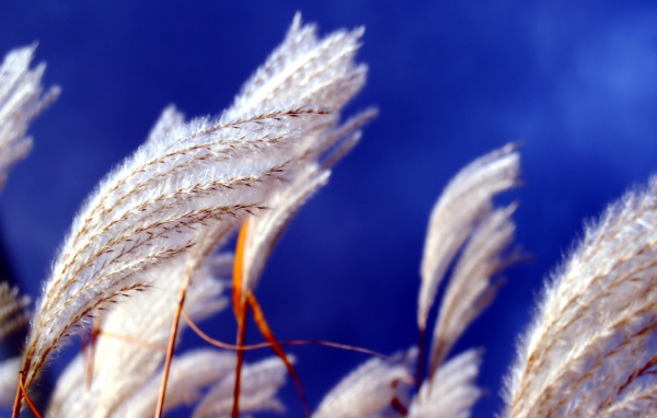 Прикасновение ветра