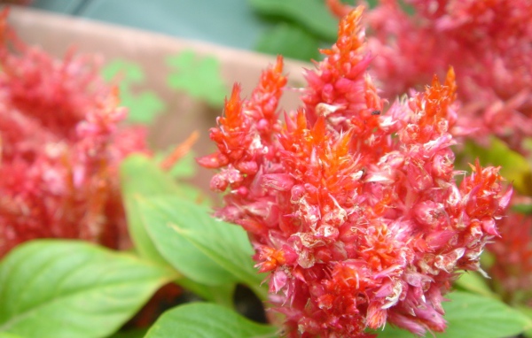 красный цветок