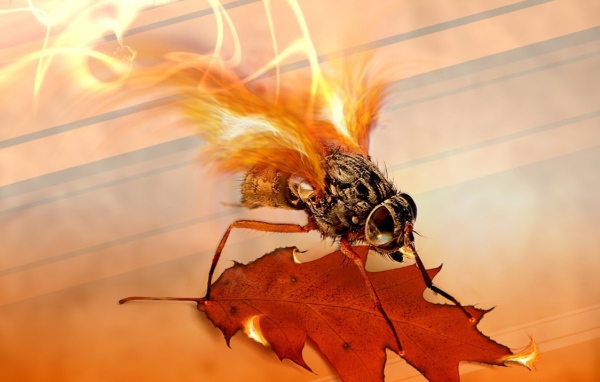 Огненная муха