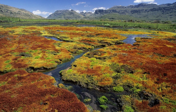 Красочные Мхи / Область Дикой местности Cedarberg / Северный Мыс / Южная Африка