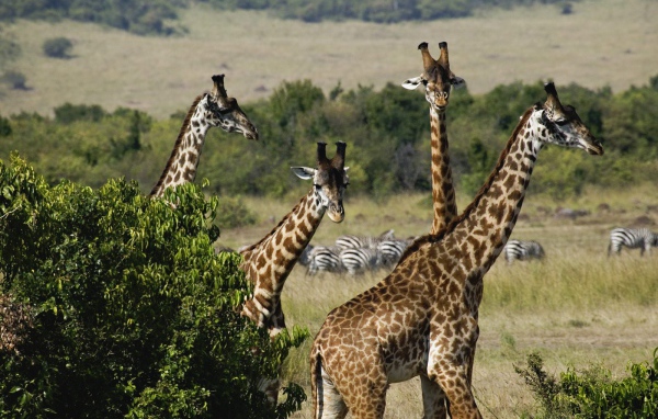 Жирафы / Охота в Масаи Мара / Кения / Африка