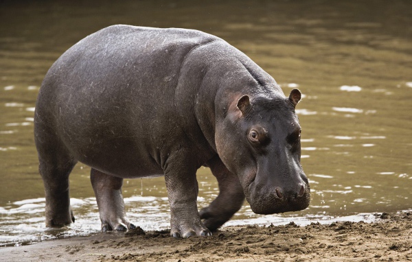 Гиппопотам / Masai Mara / Кения / Африка