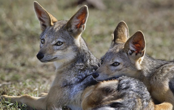 Шакалы / Кения / Африка