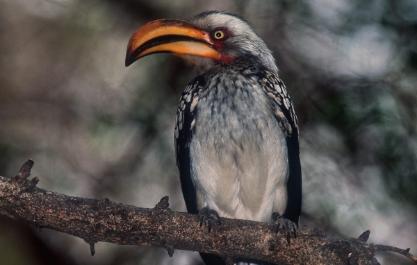 Гордая Птица - носорог / Парк Kruger / Южная Африка