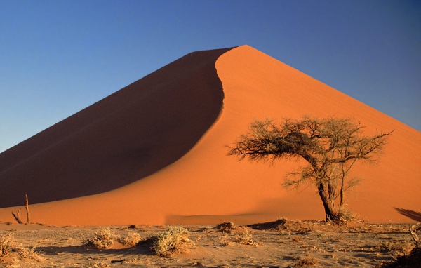 Дюны и Дерево Акации / Пустыня Намиб / Намибия / Африка