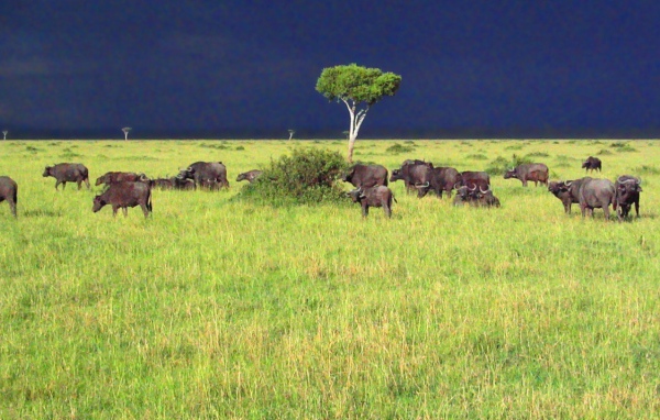 Саванна / Африка