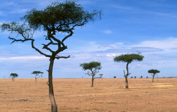 Рассеянные Деревья Акации / Кения / Африка