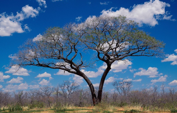 Шакаве / Ботсвана / Африка