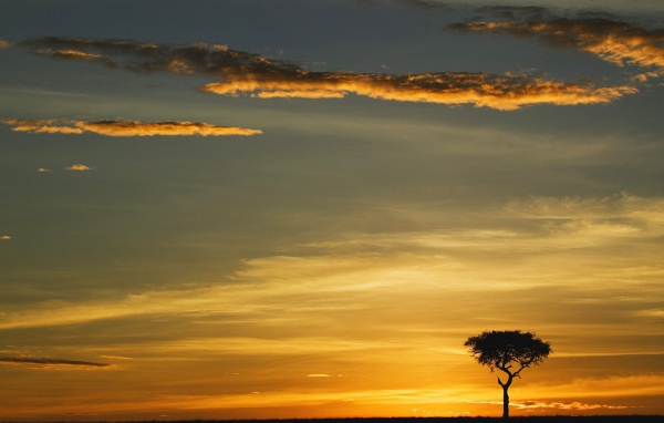 Единственное Дерево Акации в Восходе солнца / Masai Mara / Кения / Африка