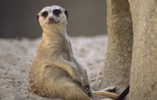 Отдых / Meerkat / Африка