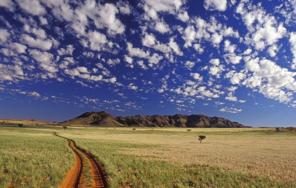 Ток токки / Пустыня Намиб / Намибия / Африка