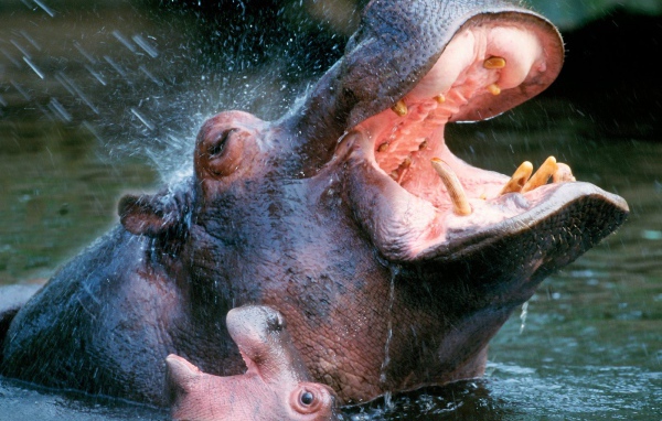 Bathing Hippopotamuses / Africa