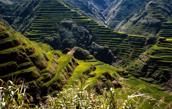 Древние Террасы Риса / Филиппины