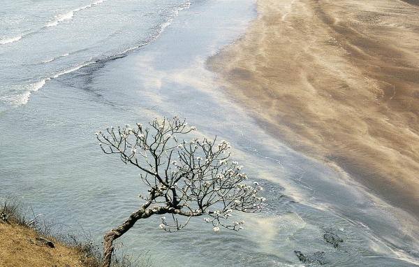 Дерево Champak / Махараштра / Индия