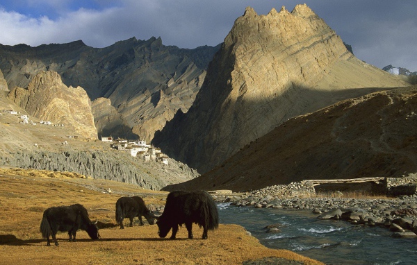  Яки / Рядом с Деревней Фотоскар / Ладакх / Индия