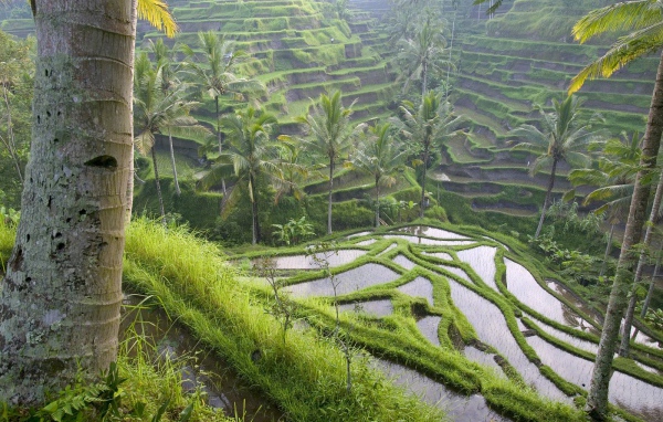 Террасный Рис Паддис / Область Убуд / Бали / Индонезия