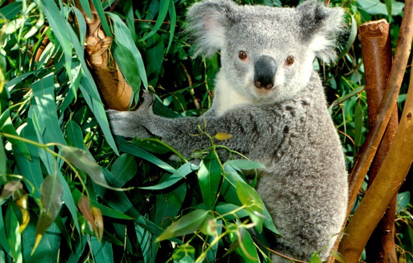 Коала / Австралия