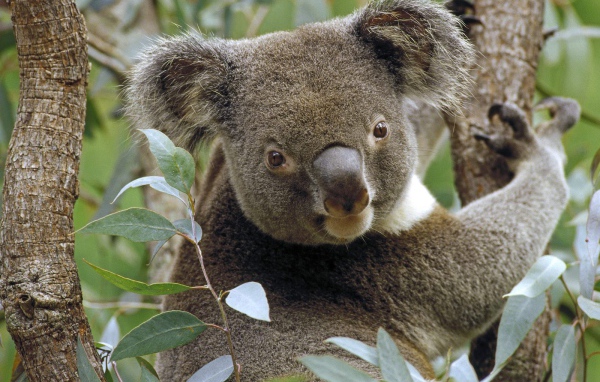 Коала на Дереве Эвкалипта / Австралия