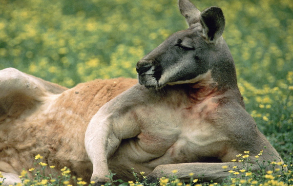 Красный Кенгуру