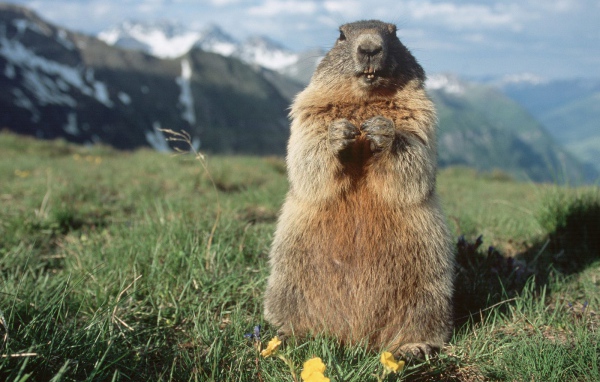 Альпийский Сурок, Hohe Tauern