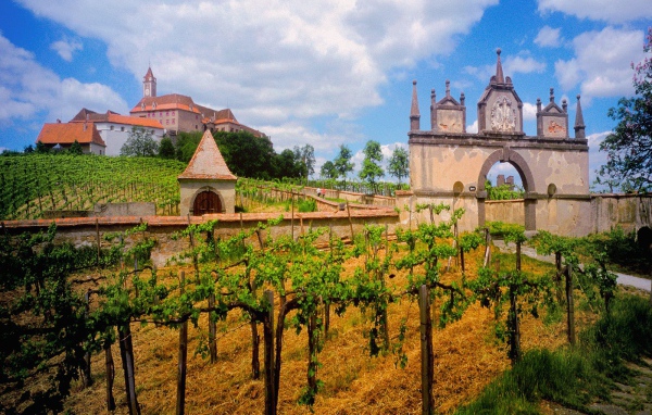 Австрийский Виноградник